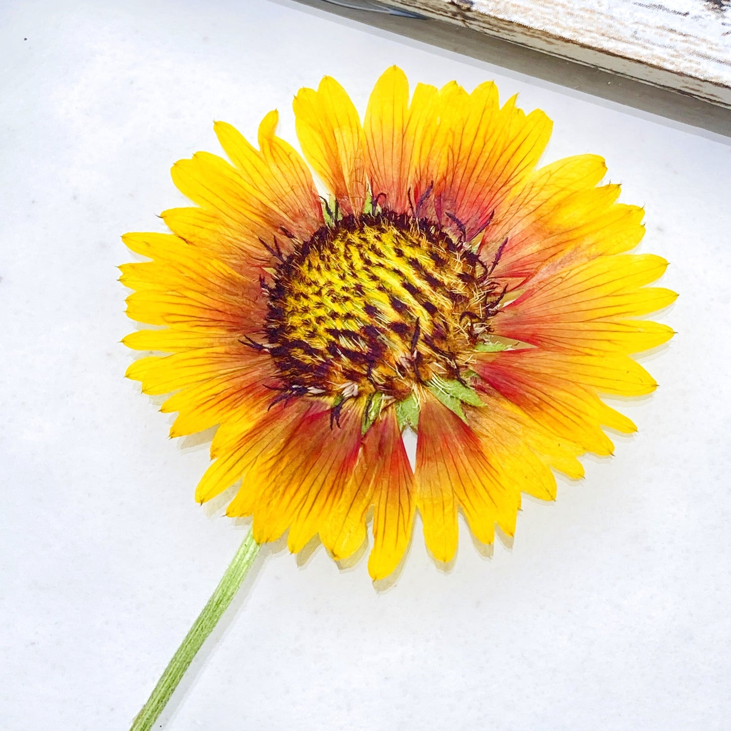 Sundrops