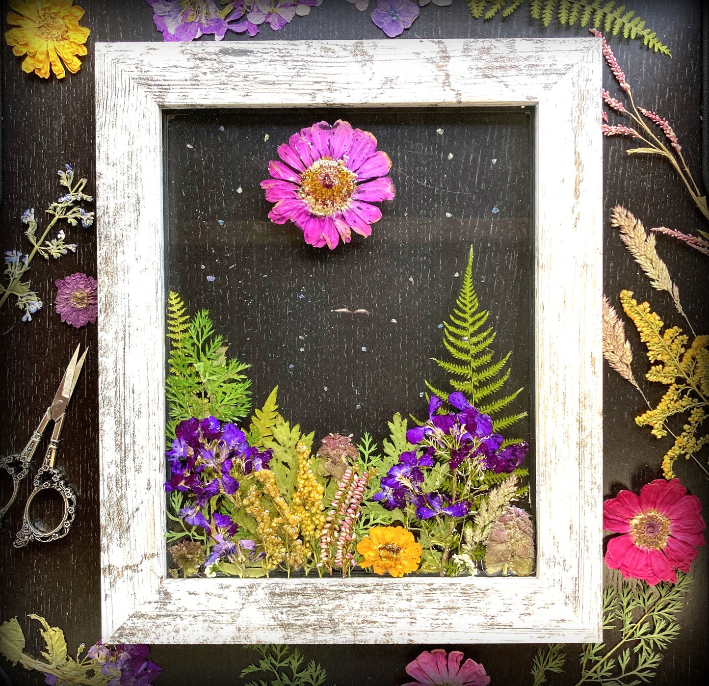 Zinnia Sun