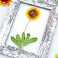 Sundrops